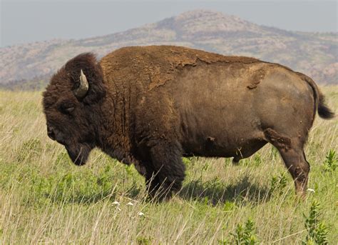 Bison.